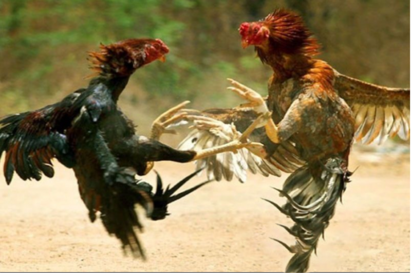 PAGCOR：严查非法在线斗鸡博彩，目前只允许这2家公司经营