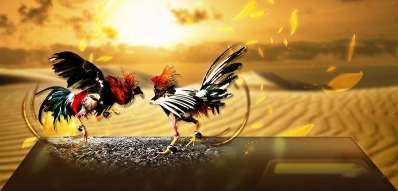 第一季度菠菜收入下降四成，菲律宾机构开发网络斗鸡