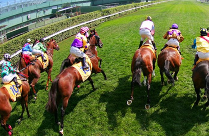 澳门20匹退役赛马运往珠海 重新训练参与大湾区体育事业