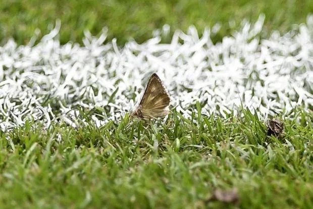 博格巴哥哥：16年欧洲杯决赛出现成群飞蛾和博格巴求助女巫有关