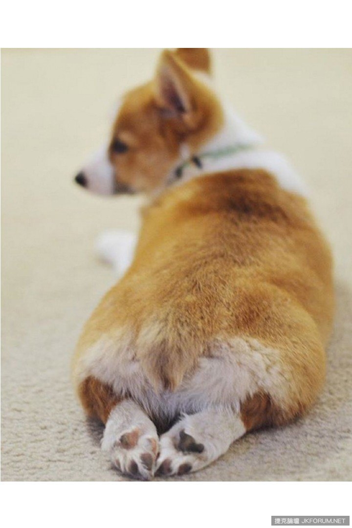 專門收集柯基超萌屁屁的 IG 帳號,一定要 Follow!