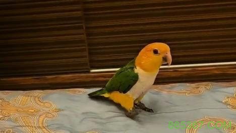 趣味彩民故事：鹦鹉“啄”出号码，主人照买中得千元大奖